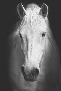 Művészeti fotózás Portrait of a white horse., kasto80, (26.7 x 40 cm)