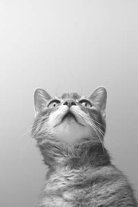 Művészeti fotózás a cat on grey background, Zoonar RF, (26.7 x 40 cm)