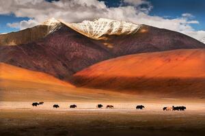 Művészeti fotózás Wild yaks in Ladakh, India., Nabarun Bhattacharya, (40 x 26.7 cm)