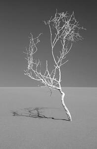 Művészeti fotózás Art of nature, Sossuvlei, Namib desert, Mike Korostelev, (26.7 x 40 cm)