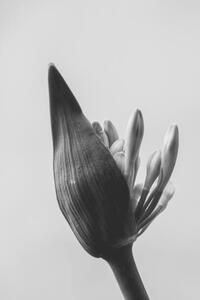 Művészeti fotózás close up of agapanthus bud in bloom isolated, LaperladiLabuan, (26.7 x 40 cm)