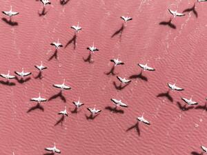 Művészeti fotózás Drone image close to flamingos flying, Abstract Aerial Art, (40 x 30 cm)