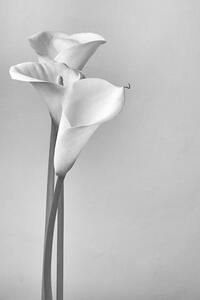 Művészeti fotózás Calla lilies, Svetl, (26.7 x 40 cm)