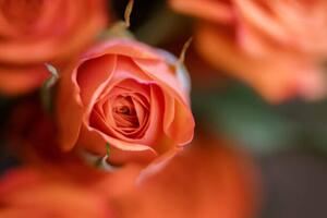 Művészeti fotózás Coral Baby Rose Close-up, Carolyn Ann Ryan, (40 x 26.7 cm)