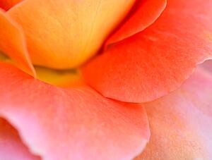 Művészeti fotózás Colorful Rose Petal, Katie Plies, (40 x 30 cm)