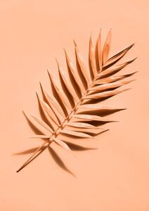 Művészeti fotózás Palm leaf close up, lenta, (30 x 40 cm)