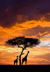 Művészeti fotózás Silhoutted Giraffe with acacia tree at sunset, Darrell Gulin, (26.7 x 40 cm)