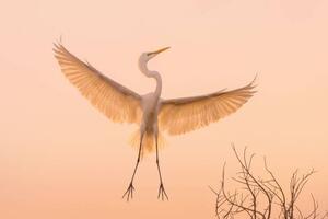 Művészeti fotózás Graceful white Heron in flight, Wirestock, (40 x 26.7 cm)