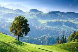 Művészeti fotózás Switzerland, Bernese Oberland, tree on hillside, Travelpix Ltd, (40 x 26.7 cm)