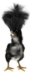 Fotográfia Crazy black chick with ridiculous hair, UroshPetrovic, (22.5 x 40 cm)