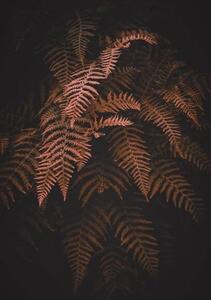 Művészeti fotózás brown fern leaves in autumn season, Cavan Images, (26.7 x 40 cm)