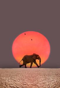 Fotográfia Elephant walking., Grant Faint, (26.7 x 40 cm)