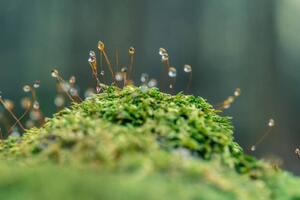 Fotográfia Moss sporangia with morning dew (close-up), LITTLE DINOSAUR, (40 x 26.7 cm)