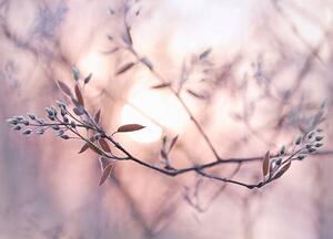 Fotográfia Sun shining through branches with dew covered buds, EschCollection, (40 x 30 cm)