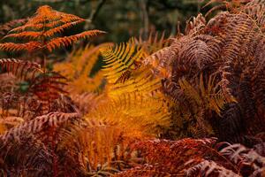 Fotográfia dry ferns in a forest in fall, vicvaz, (40 x 26.7 cm)