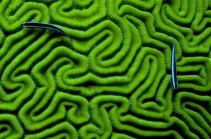 Művészeti fotózás Grooved Brain Coral, Dash Shemtoob, (40 x 26.7 cm)