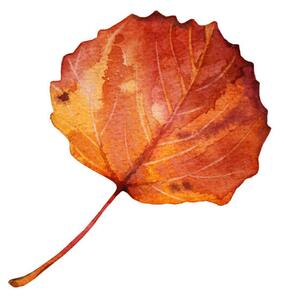 Fotográfia Watercolor hand-drawn autumn red, orange leaf, Natalia Kunashova, (40 x 40 cm)