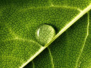 Fotográfia water drop on leaf, Mark Mawson, (40 x 30 cm)