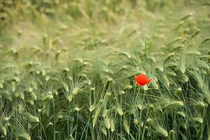 Művészeti fotózás Lonely poppy in a wheat field, Jean-Philippe Tournut, (40 x 26.7 cm)