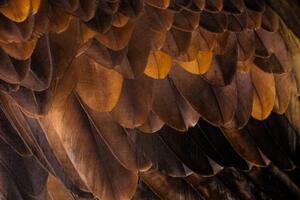 Fotográfia Golden Eagle's feathers, Tim Platt, (40 x 26.7 cm)