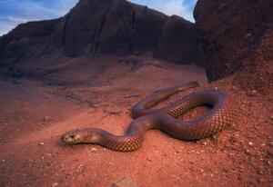 Fotográfia Large, wild king brown/mulga snake, Kristian Bell, (40 x 26.7 cm)
