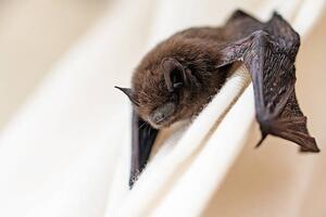 Művészeti fotózás common pipistrelle a small bat, fermate, (40 x 26.7 cm)