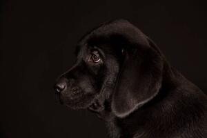 Művészeti fotózás black Labrador Retriever puppy, Koljambus, (40 x 26.7 cm)