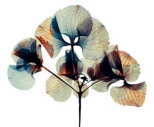 Művészeti fotózás Pressed and dried dry flower, andersboman, (40 x 26.7 cm)