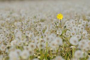 Fotográfia Yellow Flower in meadow of dandelion, Martin Ruegner, (40 x 26.7 cm)