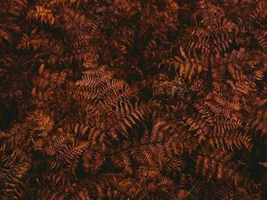 Művészeti fotózás High angle view of brown fern leaves, Johner Images, (40 x 30 cm)