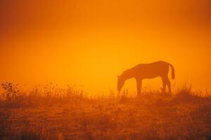Művészeti fotózás Horse silhouette on morning meadow. Orange, kovop58, (40 x 26.7 cm)