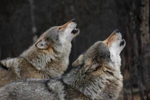Művészeti fotózás Howling wolves, Bjarne Henning Kvaale, (40 x 26.7 cm)
