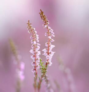 Művészeti fotózás Close-up of pink flowering plant, bunthem / 500px, (40 x 40 cm)