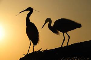 Fotográfia two heron gathering in the sunset, sam_eder, (40 x 26.7 cm)