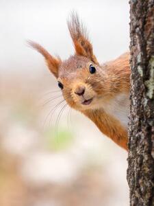 Fotográfia Close-up of squirrel on tree trunk,Tumba,Botkyrka,Sweden, mange6699 / 500px, (30 x 40 cm)
