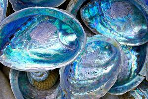 Művészeti fotózás Close-up of some Paula shells also called Abalone, LazingBee, (40 x 26.7 cm)