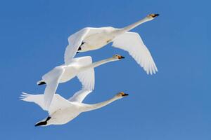 Fotográfia Whooper swans flying in blue sky, Jeremy Woodhouse, (40 x 26.7 cm)