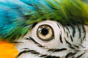 Művészeti fotózás Eye Of Blue-and-yellow Macaw Also Known, bruev, (40 x 26.7 cm)
