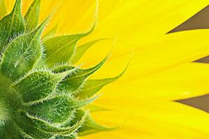 Művészeti fotózás Sunflower, magnez2, (40 x 26.7 cm)