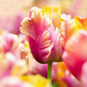 Művészeti fotózás Close-up tulips, Helaine Weide, (40 x 40 cm)
