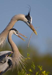 Fotográfia Great Blue Heron mating ritual, Canon_Bob, (26.7 x 40 cm)