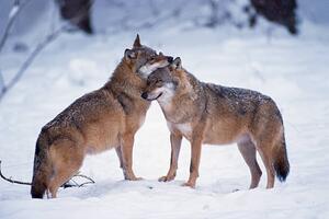 Fotográfia Wolves snuggling in winter, Martin Ruegner, (40 x 26.7 cm)