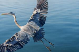 Fotográfia Great Blue Heron, Michael H Spivak, (40 x 26.7 cm)