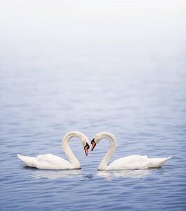 Fotográfia Swans on a lake happily in love, Grafissimo, (35 x 40 cm)
