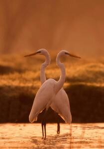 Fotográfia Great egret, tahir abbas, (26.7 x 40 cm)