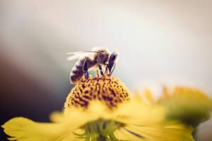 Művészeti fotózás Honeybee collecting pollen from a flower, mrs, (40 x 26.7 cm)