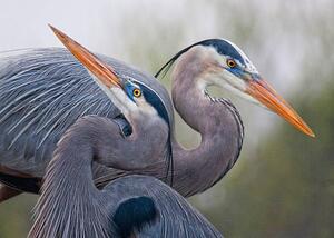Fotográfia Blue Herons, Mirenchu A Fernandez, (40 x 30 cm)