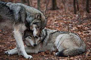 Fotográfia Affectionate Grey Wolves, RamiroMarquezPhotos, (40 x 26.7 cm)