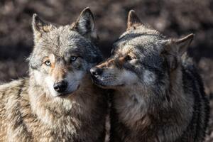 Művészeti fotózás Two grey wolf in love, AB Photography, (40 x 26.7 cm)