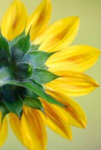 Művészeti fotózás Sunflower, dgphotography, (26.7 x 40 cm)